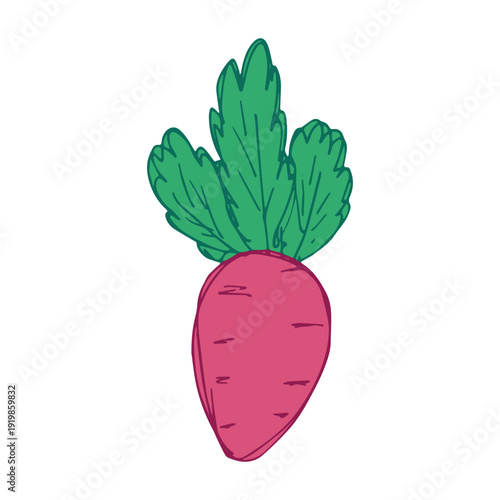 Hand drawn farm radish beet beetroot plant with green leaves Fresh vegetable doodle Healthy eco food Organic garden vegetarian food For design, print, packaging, decor, kids books