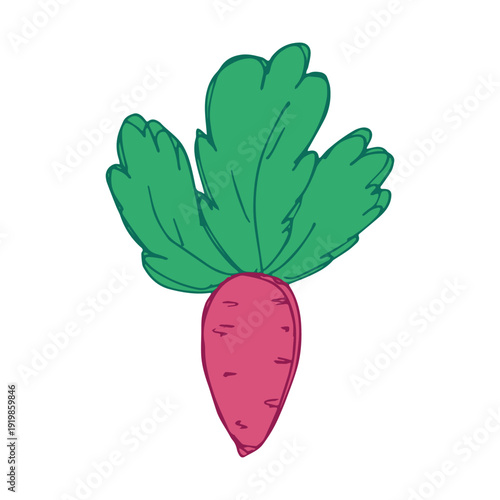 Hand drawn farm radish beet beetroot plant with green leaves Fresh vegetable doodle Healthy eco food Organic garden vegetarian food For design, print, packaging, decor, kids books
