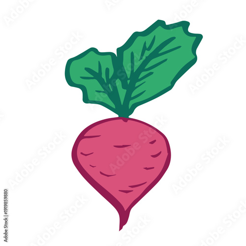 Hand drawn farm radish beet beetroot plant with green leaves Fresh vegetable doodle Healthy eco food Organic garden vegetarian food For design, print, packaging, decor, kids books