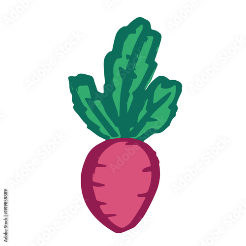 Hand drawn farm radish beet beetroot plant with green leaves Fresh vegetable doodle Healthy eco food Organic garden vegetarian food For design, print, packaging, decor, kids books