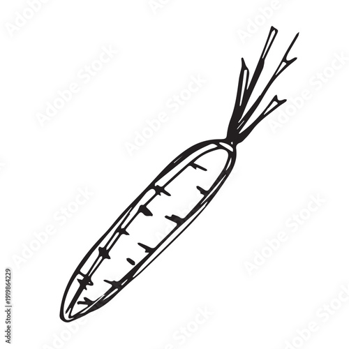 Hand drawn farm carrot plant with green leaves Fresh vegetable doodle Healthy eco food Organic garden vegetarian food For design, print, packaging, decor, kids books, coloring pages