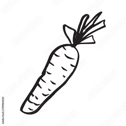 Hand drawn farm carrot plant with green leaves Fresh vegetable doodle Healthy eco food Organic garden vegetarian food For design, print, packaging, decor, kids books, coloring pages