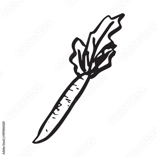 Hand drawn farm carrot plant with green leaves Fresh vegetable doodle Healthy eco food Organic garden vegetarian food For design, print, packaging, decor, kids books, coloring pages