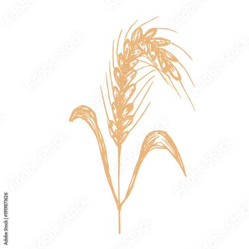 Hand drawn cereal wheat oat rye barley rice ears spikelet clipart Organic wheat bread agriculture farming harvest healthy food Single element for print packaging label design decor
