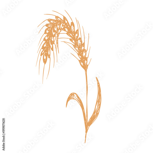 Hand drawn cereal wheat oat rye barley rice ears spikelet clipart Organic wheat bread agriculture farming harvest healthy food Single element for print packaging label design decor