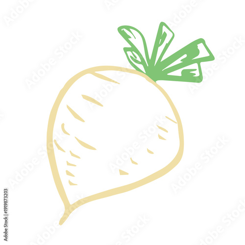 Hand drawn farm daikon radish plant with green leaves Fresh vegetable doodle Healthy eco food Organic garden vegetarian food For design, print, packaging, decor, kids books