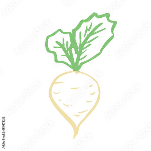 Hand drawn farm daikon radish plant with green leaves Fresh vegetable doodle Healthy eco food Organic garden vegetarian food For design, print, packaging, decor, kids books