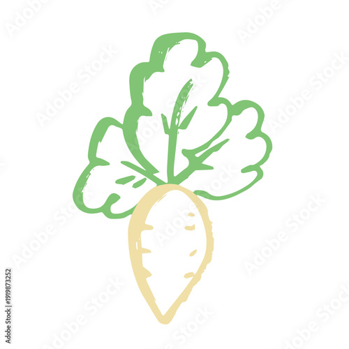 Hand drawn farm daikon radish plant with green leaves Fresh vegetable doodle Healthy eco food Organic garden vegetarian food For design, print, packaging, decor, kids books