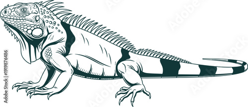 Detailed Hand Drawn Vector Illustration of a Green Iguana Lizard with Striped Tail and Spines Isolated on a White Background