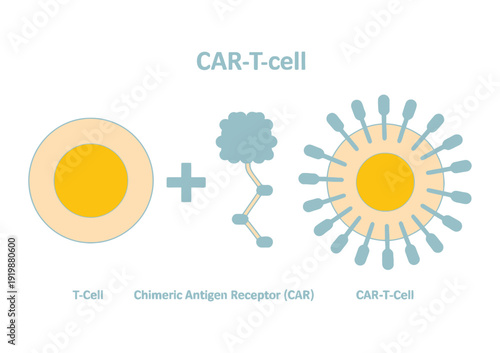 CAR-T Cell Formation – Chimeric Antigen Receptor T Cell Immuno therapy Vector Illustration.