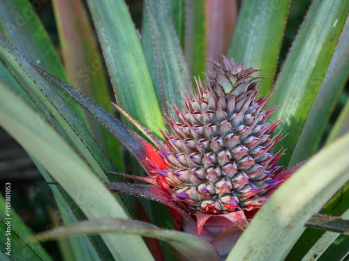 Pineapple blossom with green leaves in background, The purple petals of the flower spring on the fruit