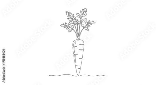 Carrot Growing Line Art Vector Illustration