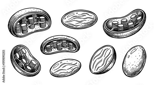 chloroplast, bold style black Hand drawn set collection , white background , vector isolate