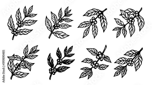 coffee bean branch, bold style black Hand drawn set collection , white background , vector isolate