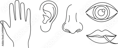 Illustrations of five human senses represented by hand, ear, nose, eye, and tongue icons