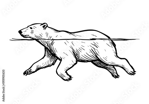 polar bear hand drawn simple sketch vector illustration