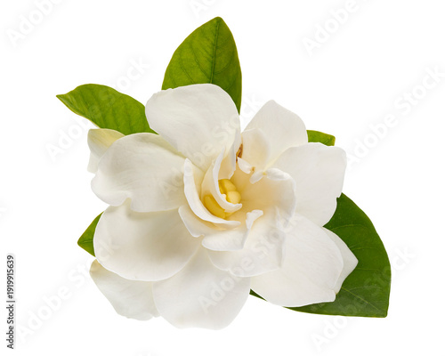 Billede på lærred Cape Jasmine Flower, Gardenia jasminoides, isolated on transparent background, w