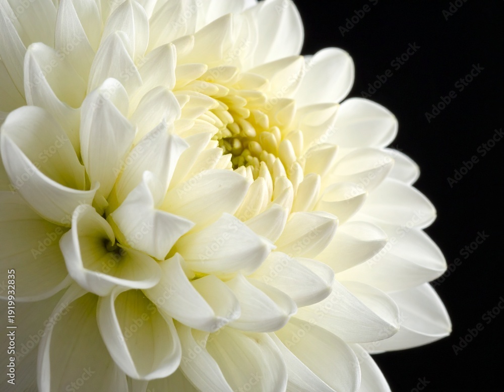Fototapeta premium White chrysanthemum flower with details