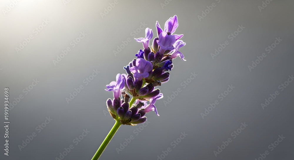 Obraz premium Lavender Flower on Gray Background: Close-Up of Purple Blooms