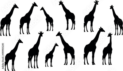 A group of giraffes in various poses and sizes in black silhouette