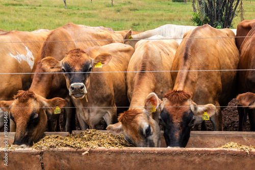 Slika na platnu Herd of Jersey dairy cattle in the confinement of a dairy farm in Brazil