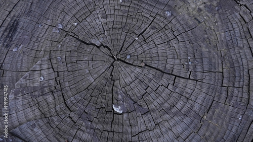 Wallpaper Mural Old tree rings texture with cracks top view Torontodigital.ca