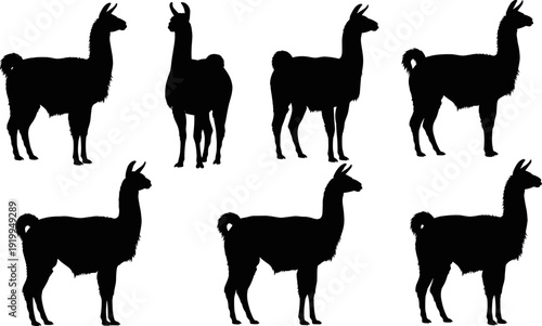 Llama silhouettes collection, set of realistic South American alpaca or guanaco figures in various standing poses, domestic farm animal vector isolated on white background.