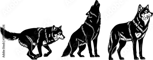 Wolf vector illustration set, realistic howling and standing wolf silhouettes with detailed fur, majestic predator animal icons isolated on white background.