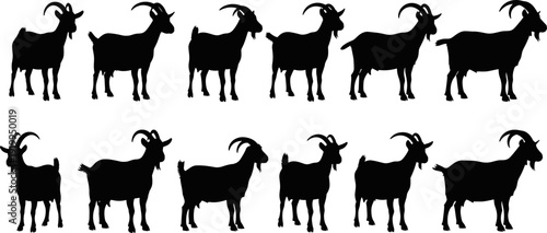 Black goat silhouettes collection, set of various standing farm animal positions, realistic livestock goat vector silhouettes isolated on white background.
