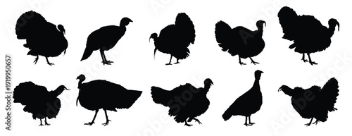 turkey silhouette set. turkey isolated farm animal silhouette icon vector collection