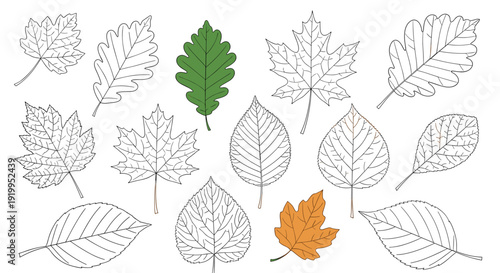 Collection of various leaf outlines features two colored leaves, one green and one orange, among several black and white drawings.