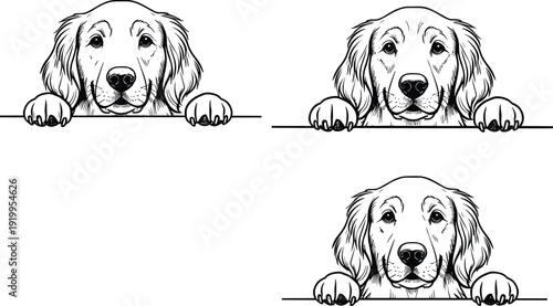 Cute golden retriever dogs peeking over fence line art set, adorable curious golden puppy heads poking through wall vector illustrations black white