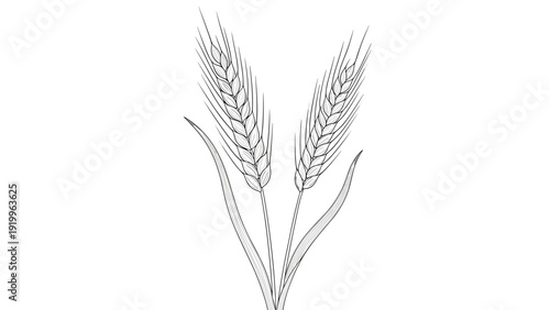 Elegant black and white sketch of two wheat ears symbolizing agriculture, harvest, and natural cereal grain production.