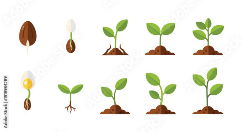 Detailed flat design icons illustrate the complete sequential stages of seed germination and plant growth progression from initial sprout to mature seedling