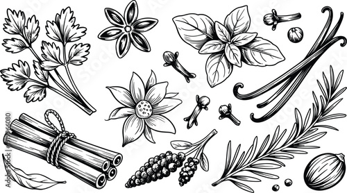 Hand drawn culinary herbs and spices illustration, vintage botanical engraving style, black and white cooking ingredients collection, detailed line art set