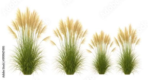 Four ornamental grasses with feathery plumes, isolated on white background