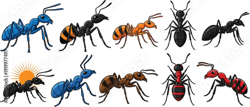 Realistic Ant Species Collection with Different Colors and Body Types Detailed Insect Vector Illustration Set