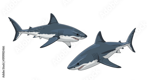 Detailed illustration of two great white sharks swimming in the ocean water isolated on a clean white background for nature.