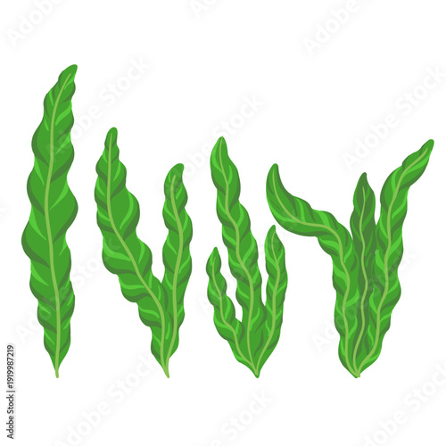 Vector drawing sea weed, laminaria, Saccharina japonica, brown algae, hand drawn illustration