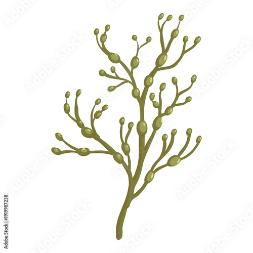 Vector drawing sea weed, Ascophyllum nodosum, brown algae, hand drawn illustration