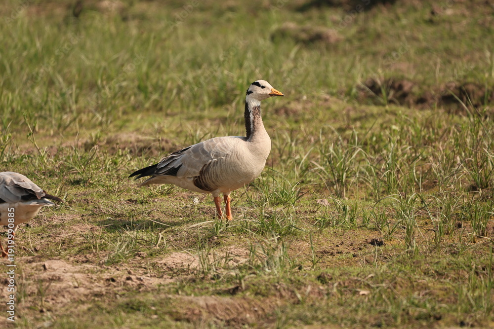 Obraz premium Bar-headed Goose