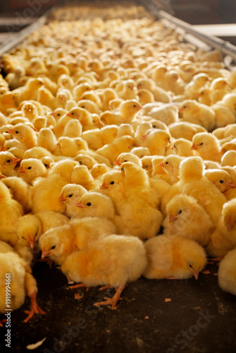 A large group of day-old broiler chicks in a commercial farming environment. 
