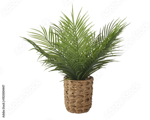 Indoor Decorative Green Plant in Wicker Basket Isolated