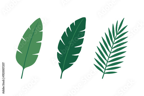tropical leaf feather cartoon illustration