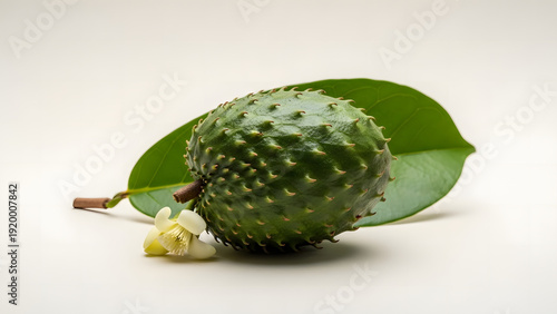 Green guanabana fruit with large leaf and delicate white blossom on plain light background