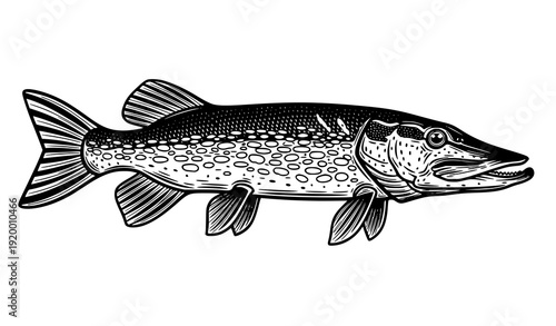 Freshwater pike fish realistic monochrome profile vector