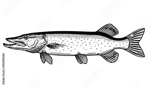 Detailed monochrome pike fish side view vector art