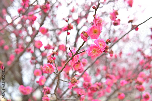 梅の花