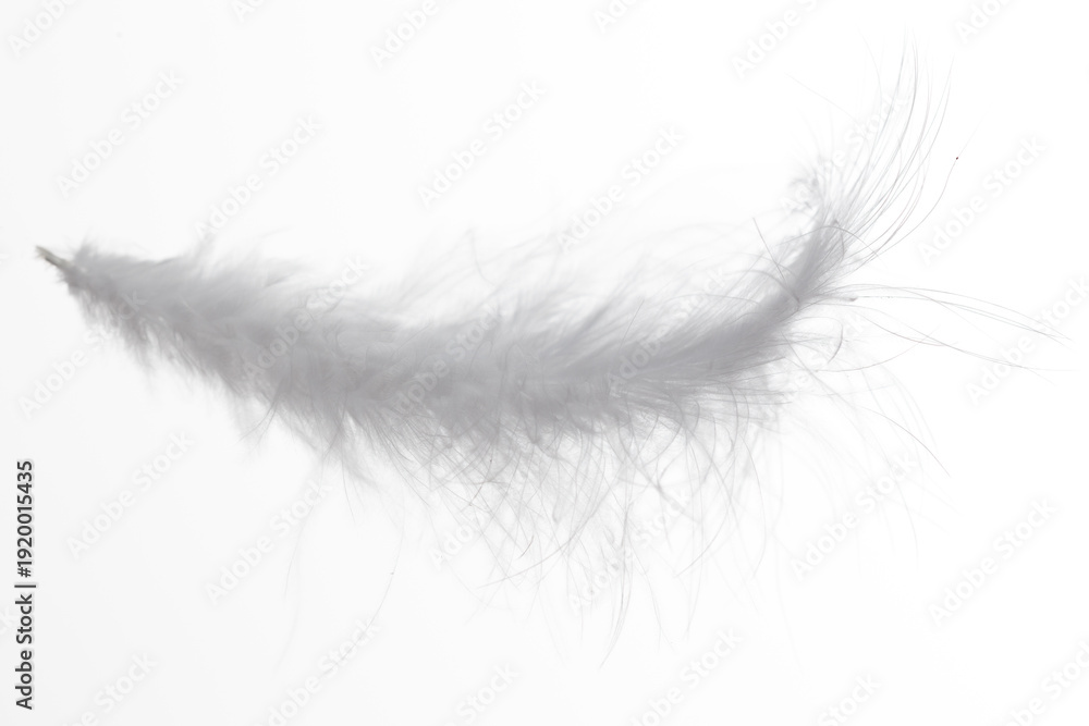 Obraz premium A white feather with a black tip