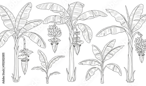 Hand drawn banana tree outline collection vector isolated on white background for tropical garden and botanical design